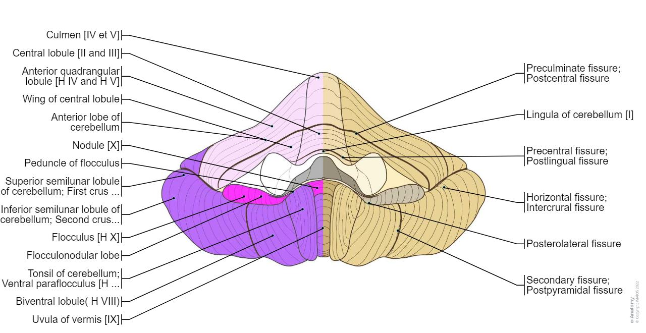 뇌의 해부학 다이어그램 | e-Anatomy