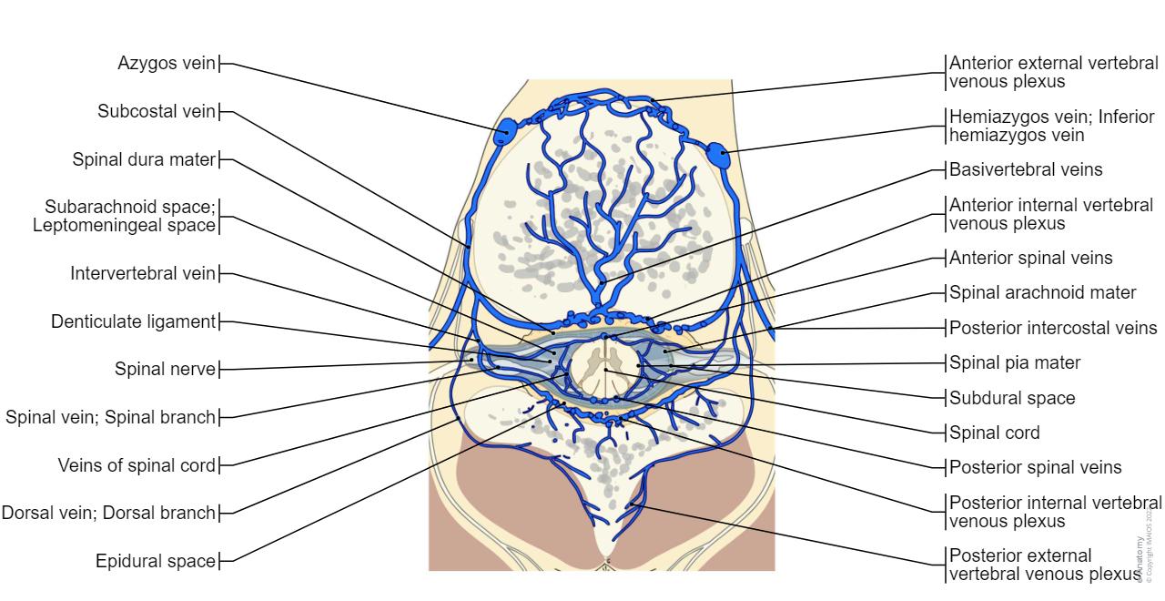 Spinal Injiry The spinal cord: normal anatomy | e-Anatomy