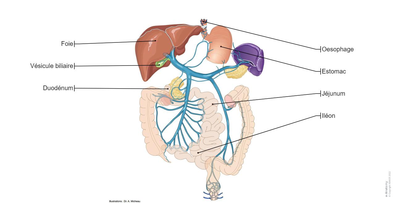 Veine M sent rique Inf rieure Anatomie KLTG veine-m-sent-rique-inf-rieure-anatomie-kltg