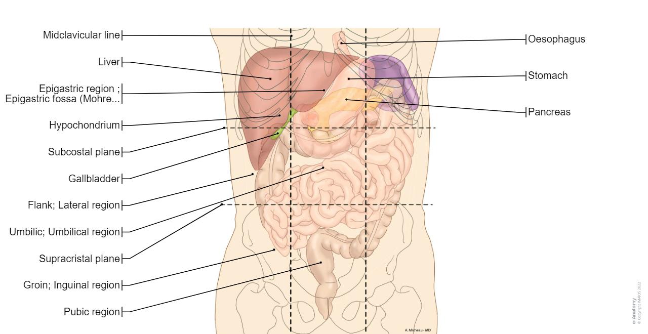 human anatomy diagram epigastric region digestive system
