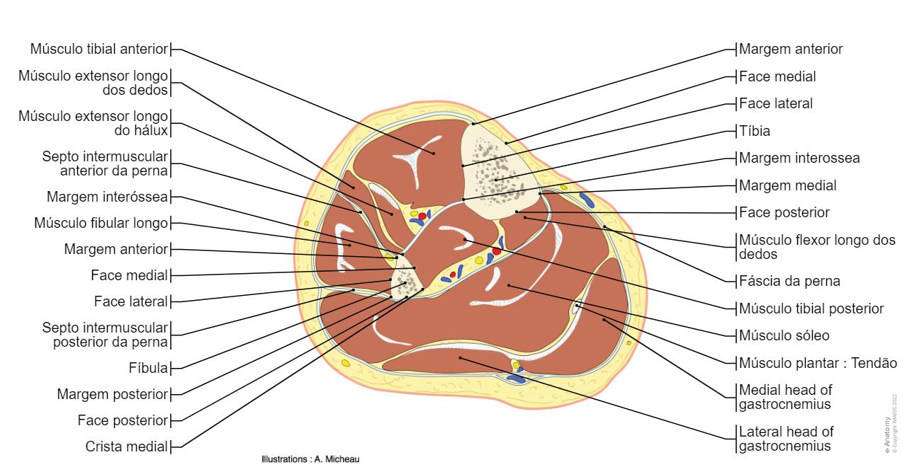 Ossos Da Anatomia Da Perna Humana Anatomia Real Da Perna Estrutura ossos-da-anatomia-da-perna-humana-anatomia-real-da-perna-estrutura