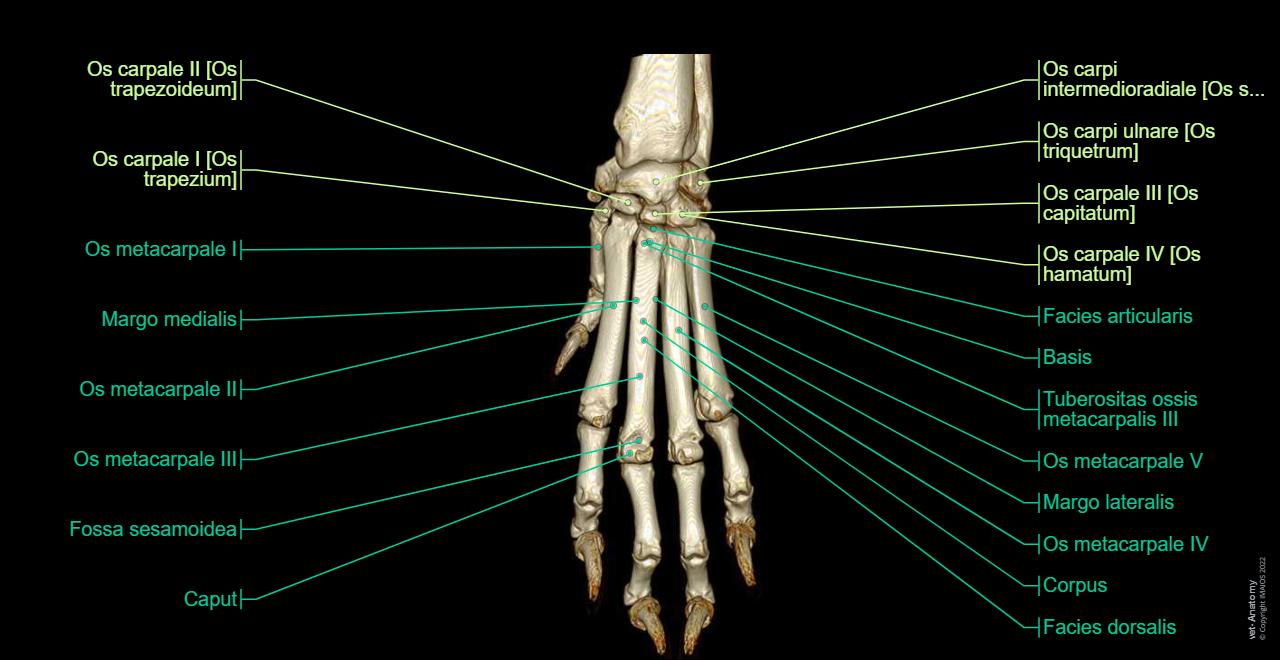 Anatomie Der Hand Und Handwurzel Des Hundes Normale Anatomie Vet anatomie-der-hand-und-handwurzel-des-hundes-normale-anatomie-vet