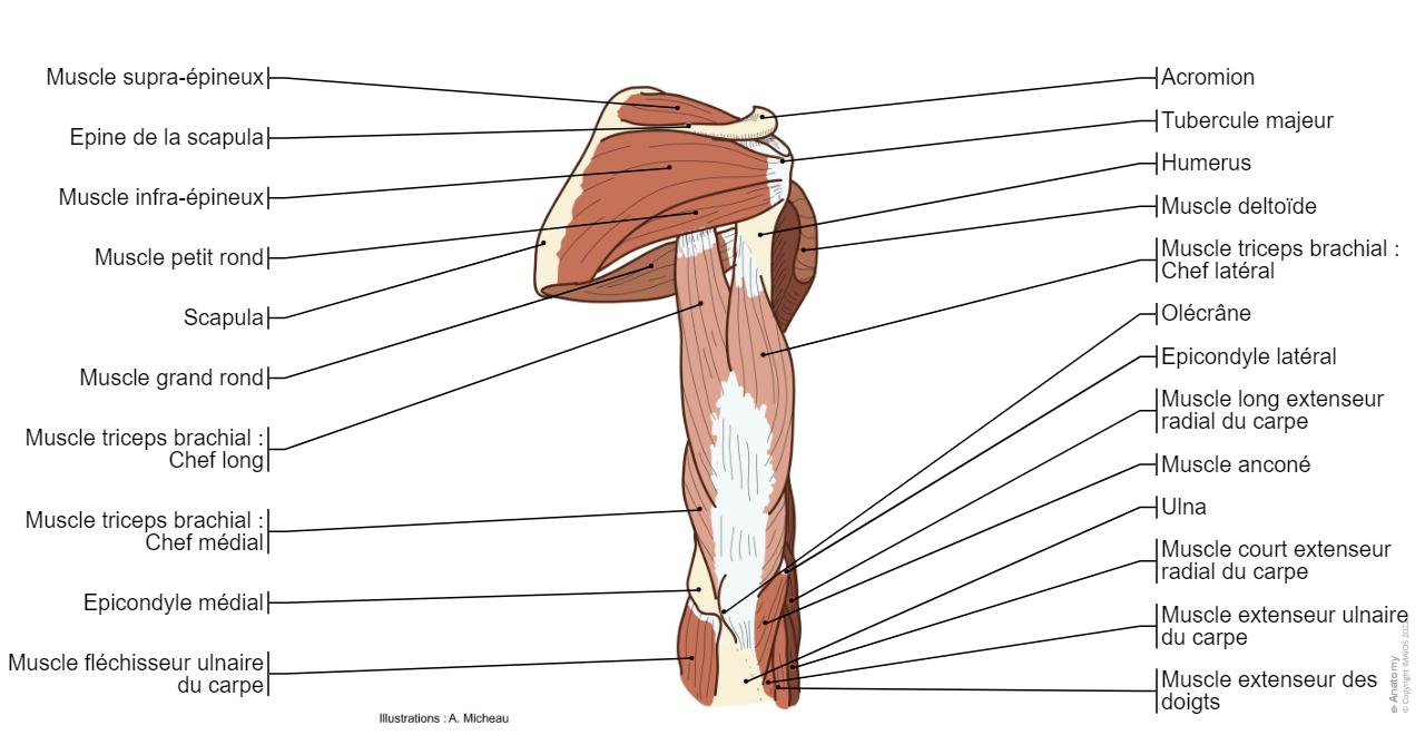 Muscle 4 Grand Rond Anatomie du membre supérieur | e-Anatomy