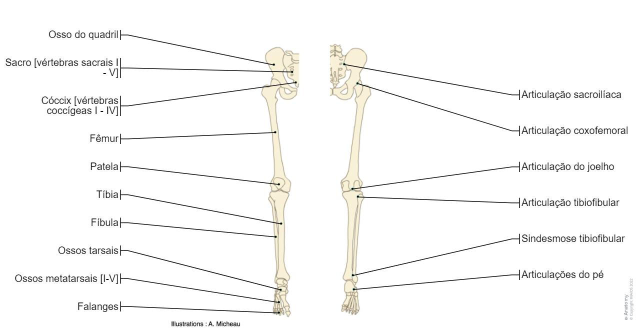 Anatomia do membro inferior | e-Anatomy