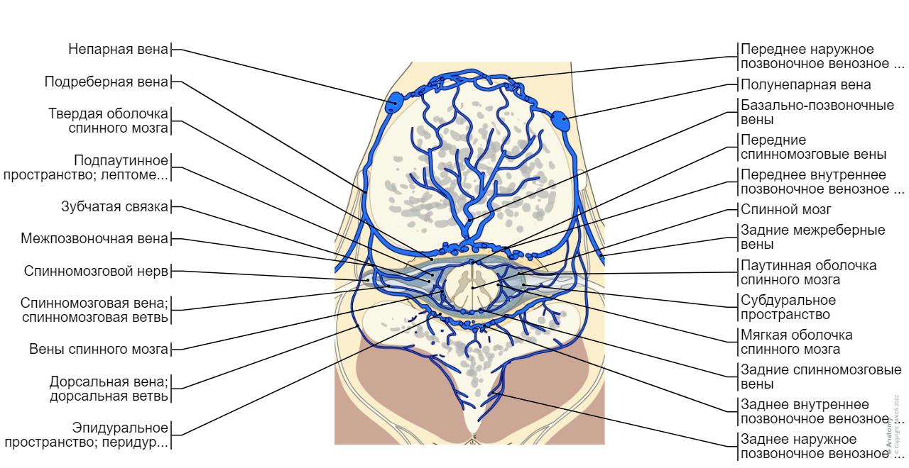 The back Basicmedical Key