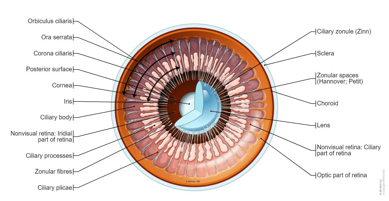 Orbits And Eyes Illustrations Normal Anatomy E Anatomy orbits-and-eyes-illustrations-normal-anatomy-e-anatomy