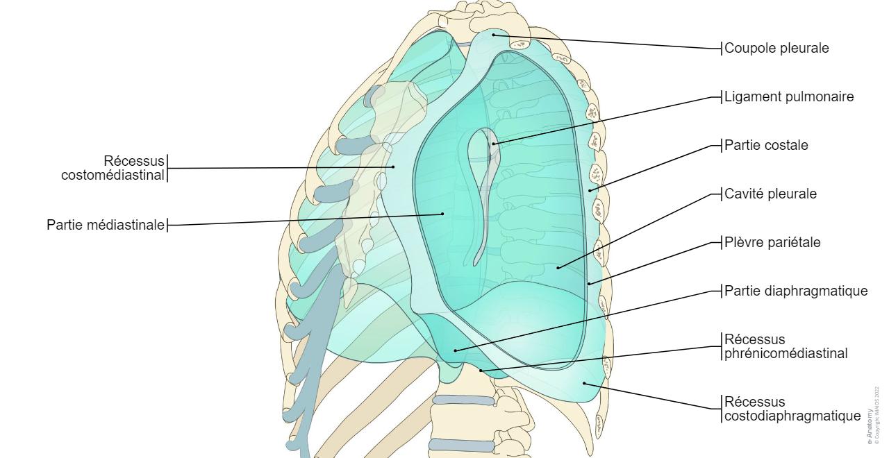 Anatomie du thorax et des poumons : anatomie normale | e-Anatomy