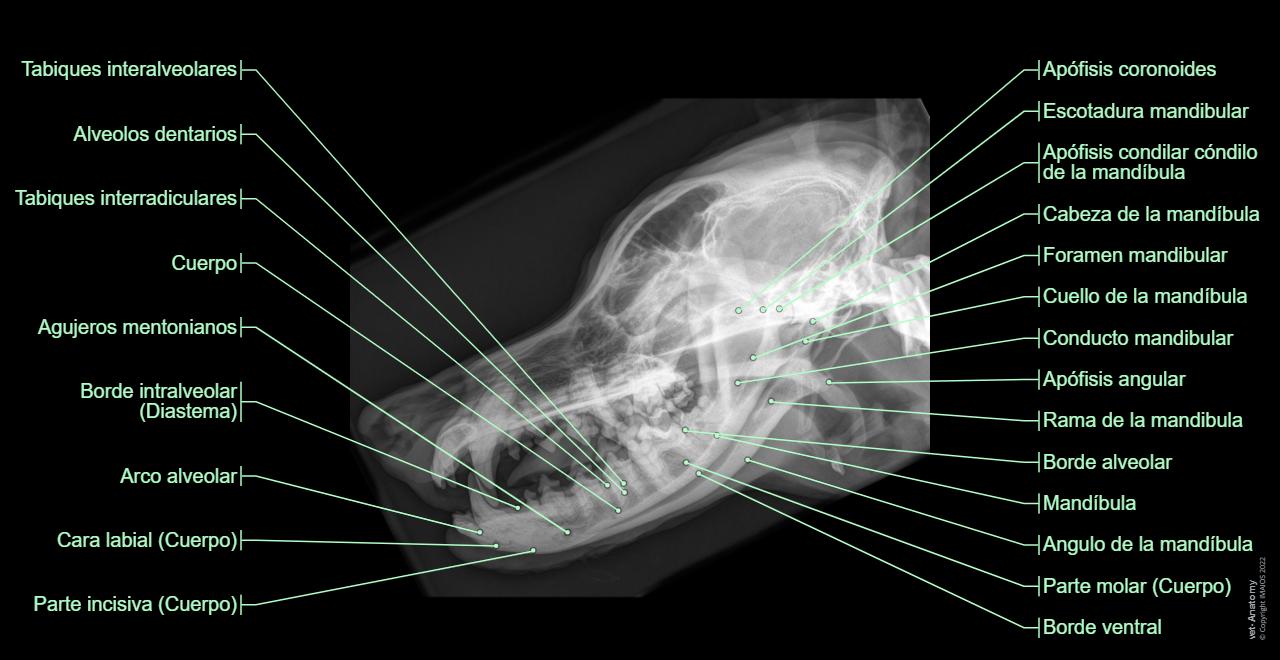 Cuanto Cuesta Una Radiografia De Perro