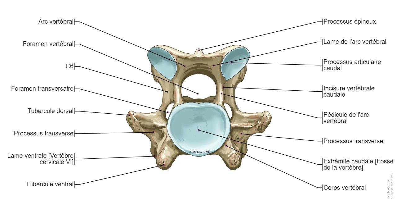 Cheval Os Cheval Ostéologie : anatomie normale | vet-Anatomy