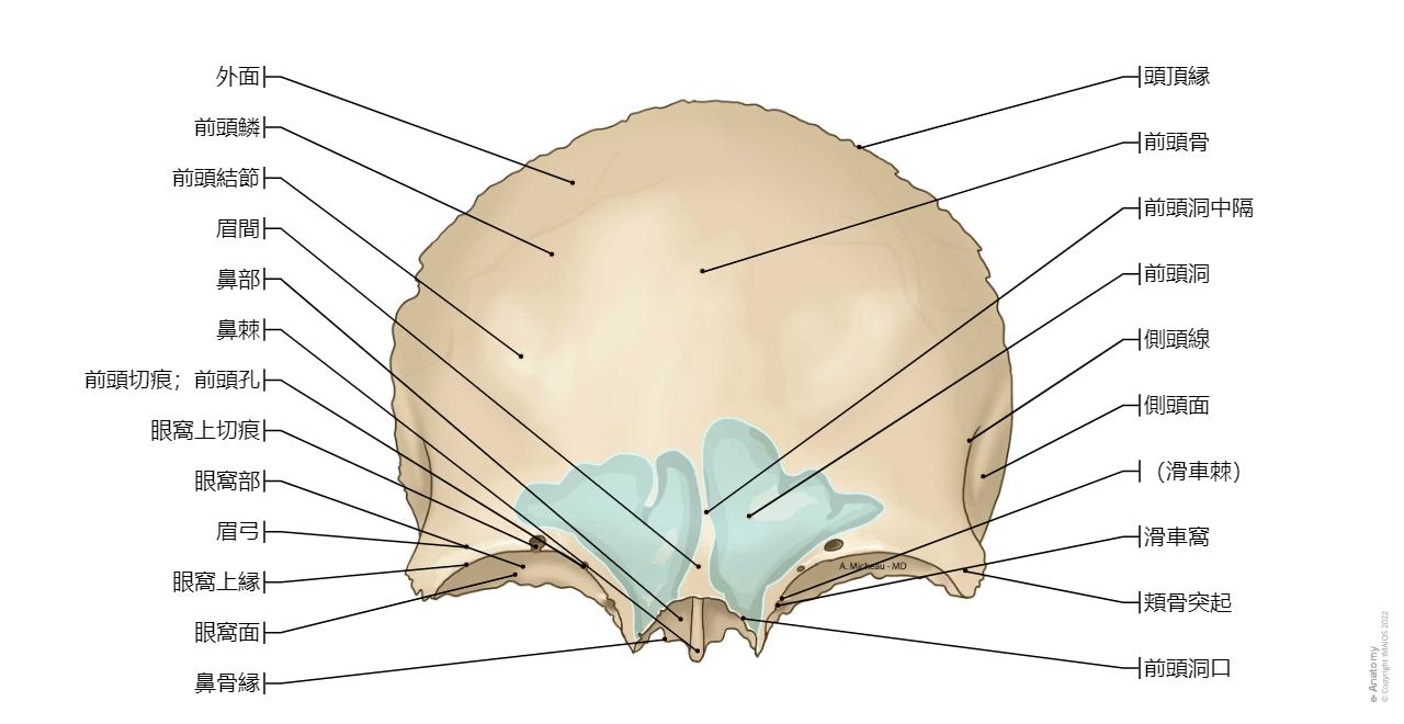 頭蓋 図 : 正常解剖学 | e-Anatomy