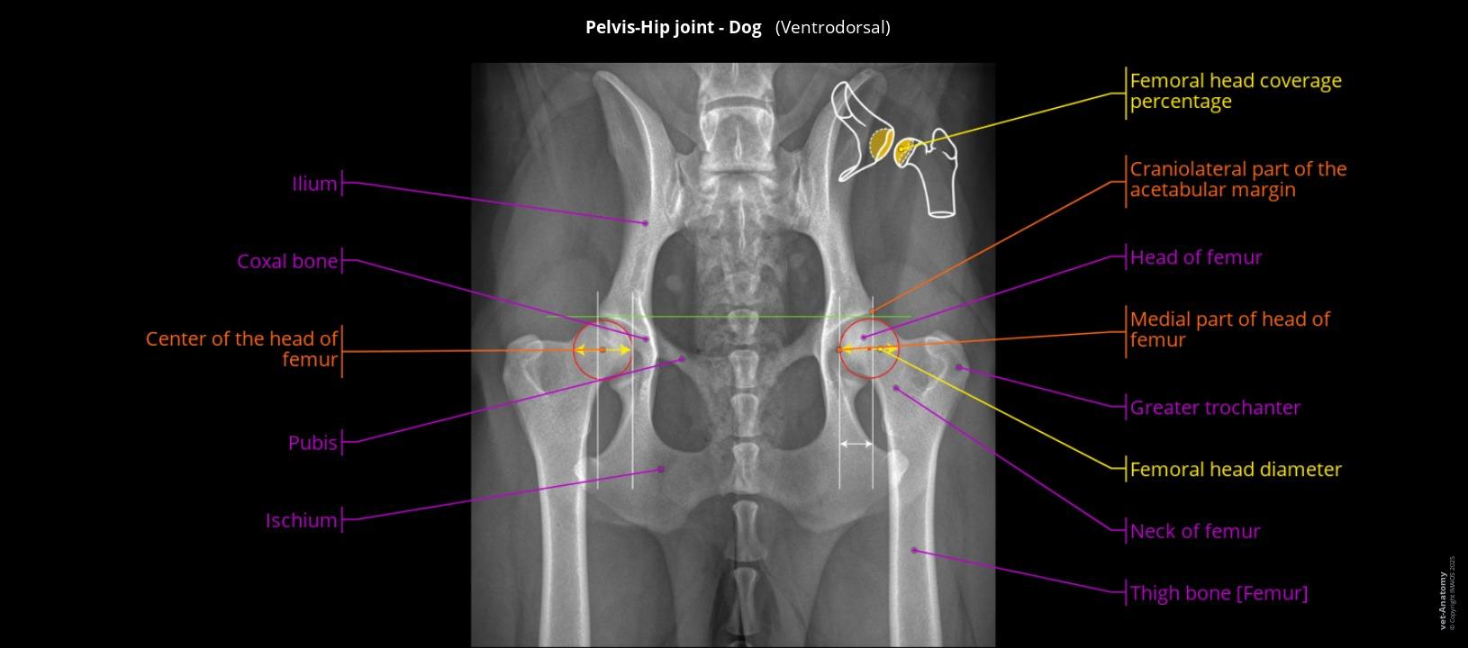 Normal Dog Ls Rads Axes and angles in canine orthopedics: Labeled radiographs and CT scans ...