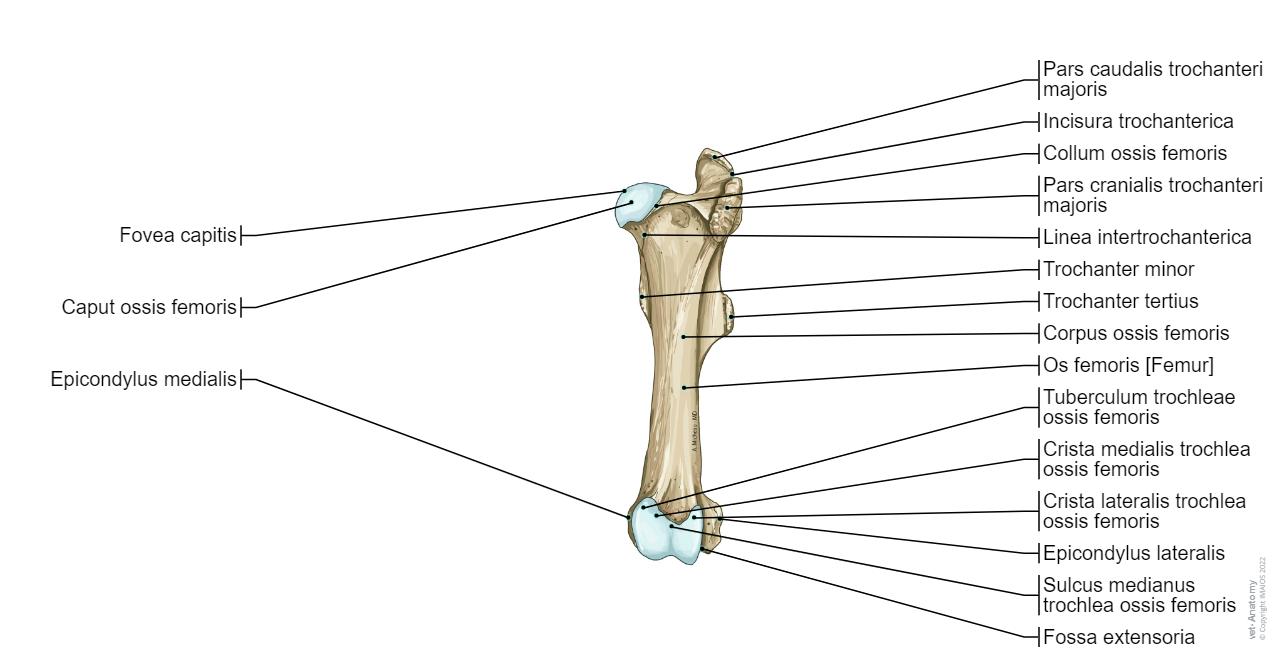 Pferd - Osteologie : normale anatomie | vet-Anatomy
