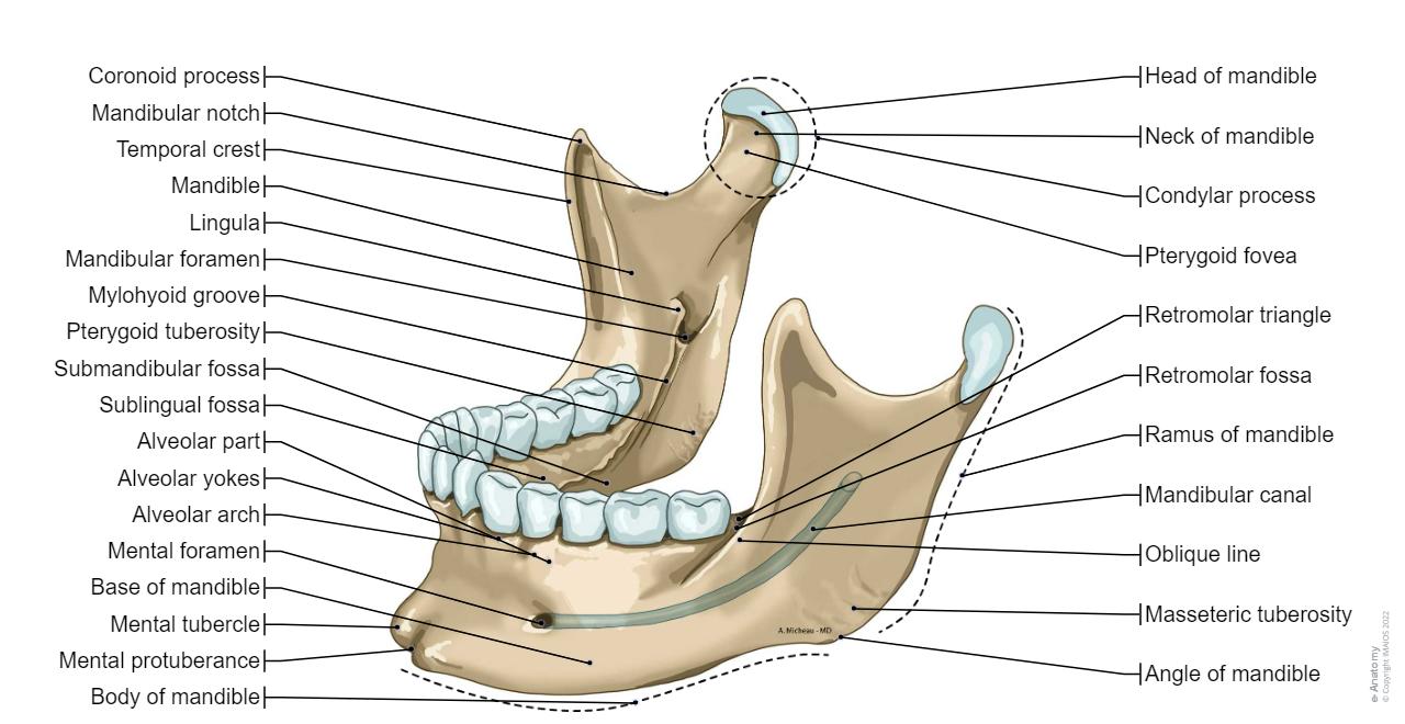 Incisive Fossa Of Mandible Gow Gates Technique Nerves incisive-fossa-of-mandible-gow-gates-technique-nerves
