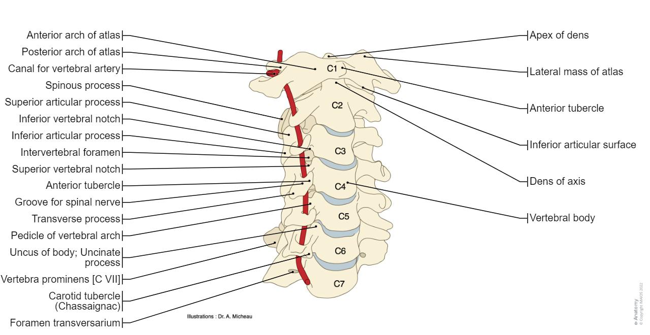 Anatomy of the spine and back: normal anatomy e Anatomy Anatomy of the spine and back: normal anatomy e Anatomy