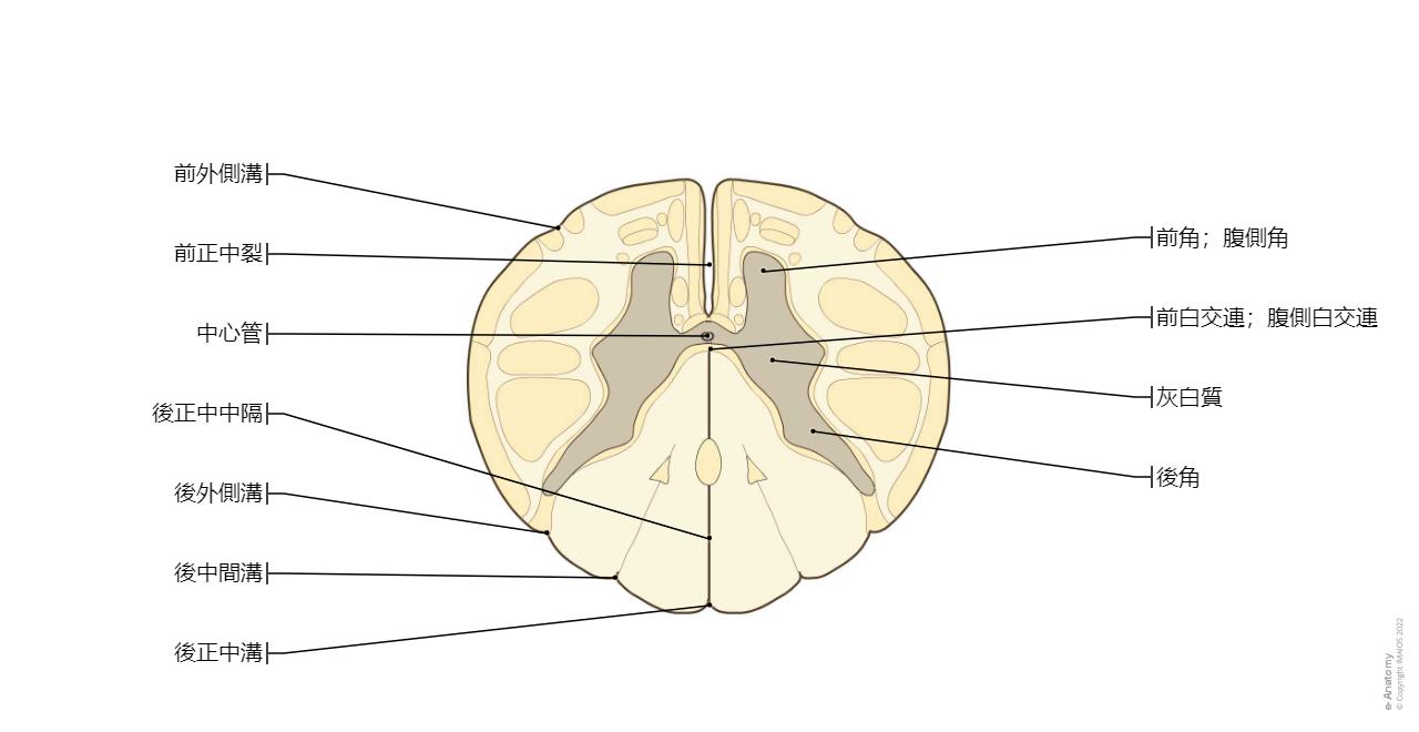 脊椎 ダイアグラム : 正常解剖学 | e-Anatomy