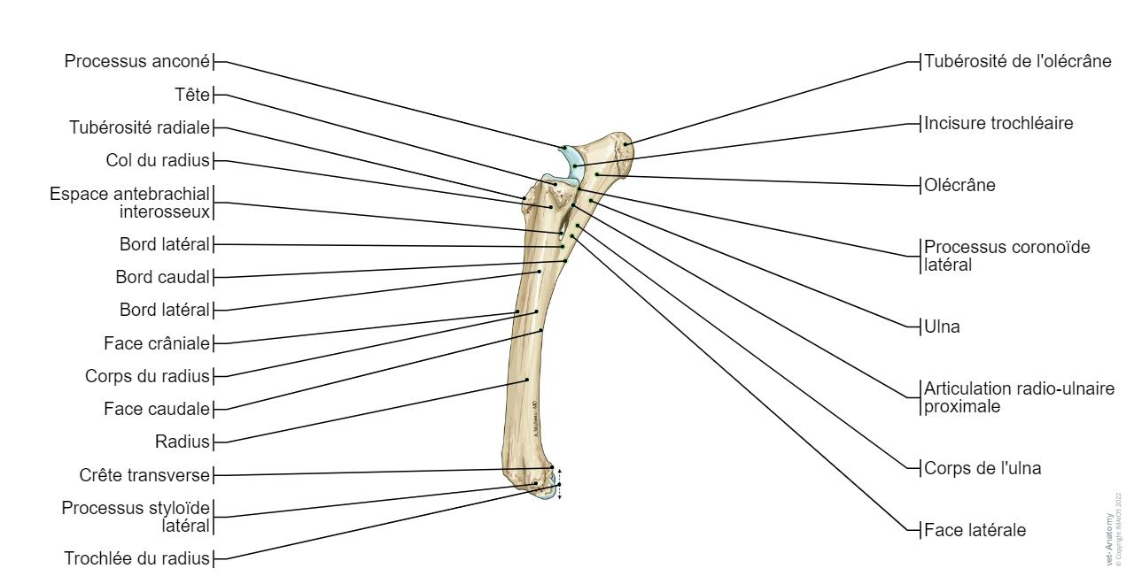 Cheval Os Cheval Ostéologie : anatomie normale | vet-Anatomy