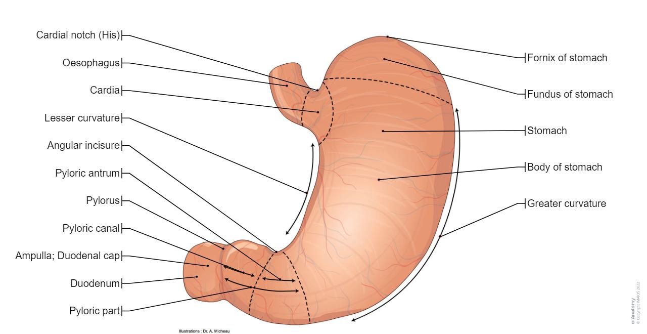 Stomach Diagram Earliest Stages And Possible New Cause Of Stomach stomach-diagram-earliest-stages-and-possible-new-cause-of-stomach