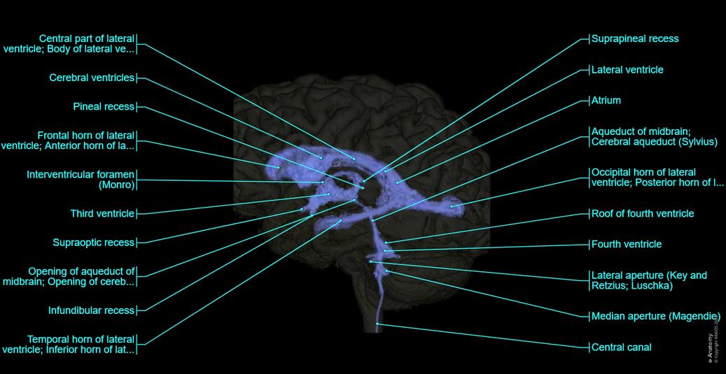 뇌 MRI 3D: 정상 해부학 |e-Anatomy
