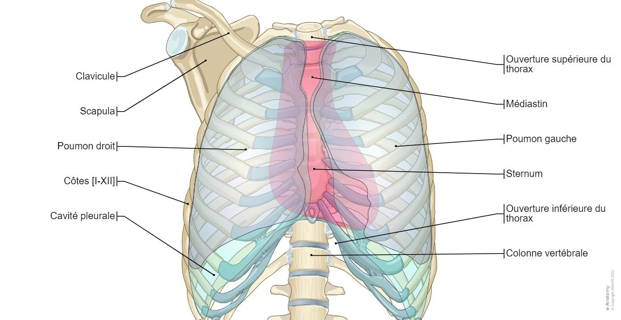 Paumons Anatomie du thorax et des poumons : anatomie normale | e-Anatomy