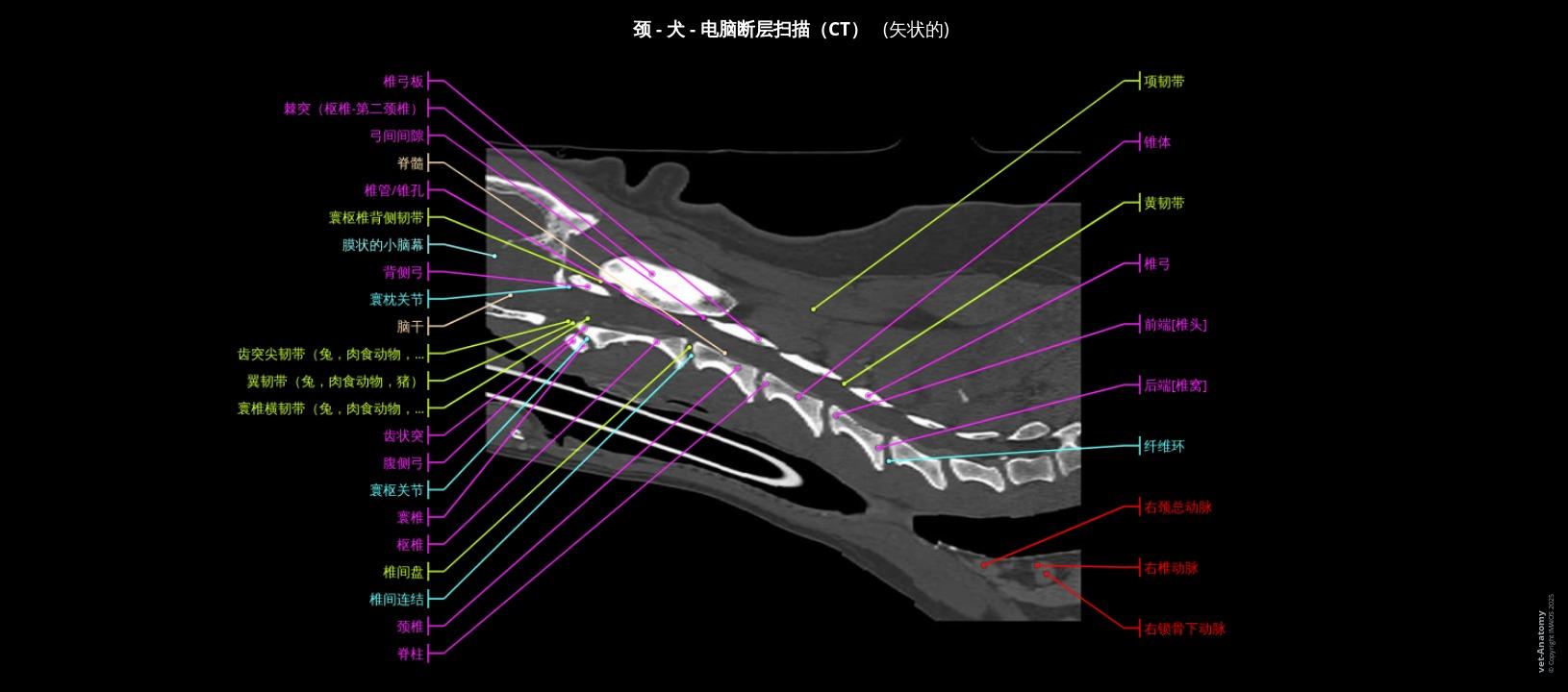 狗颈部CT解剖| vet-Anatomy