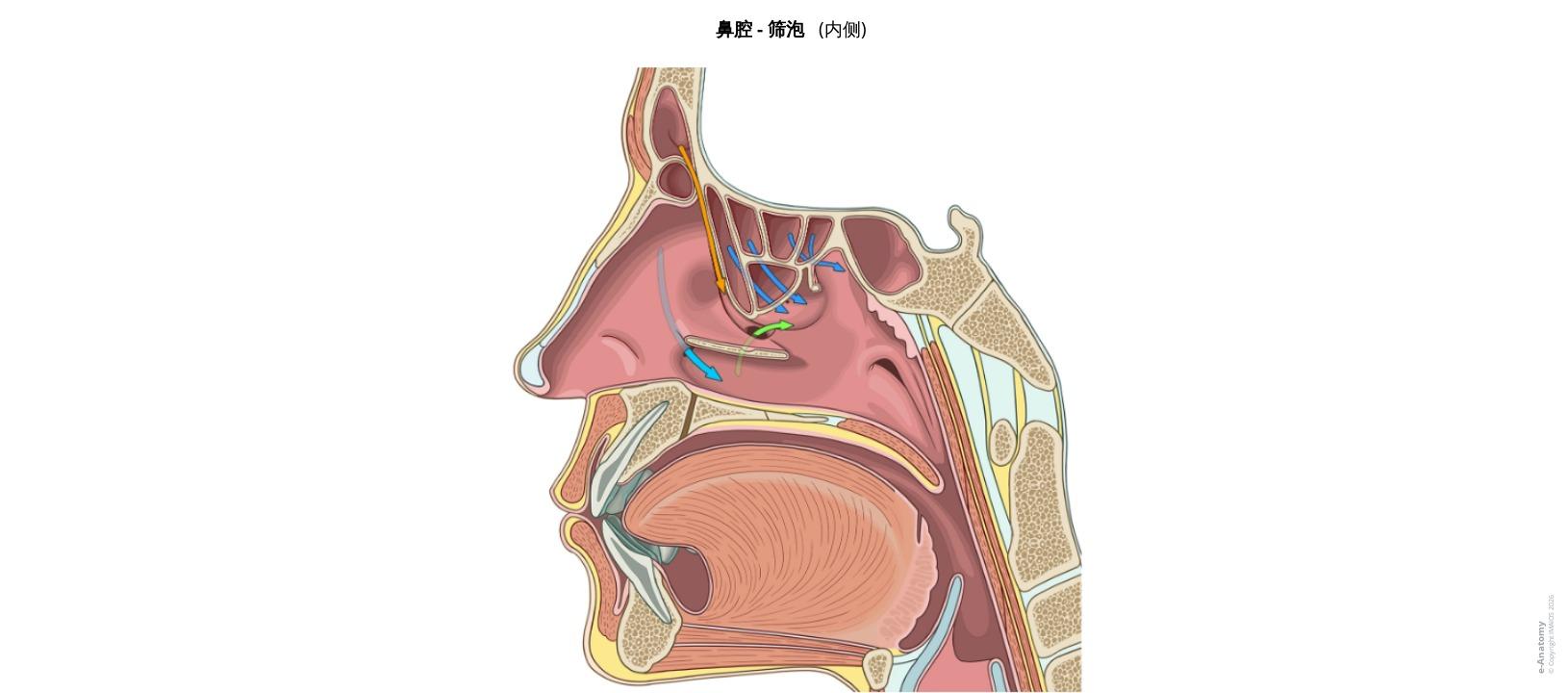 鼻和鼻旁窦附标记解剖插图| e-Anatomy