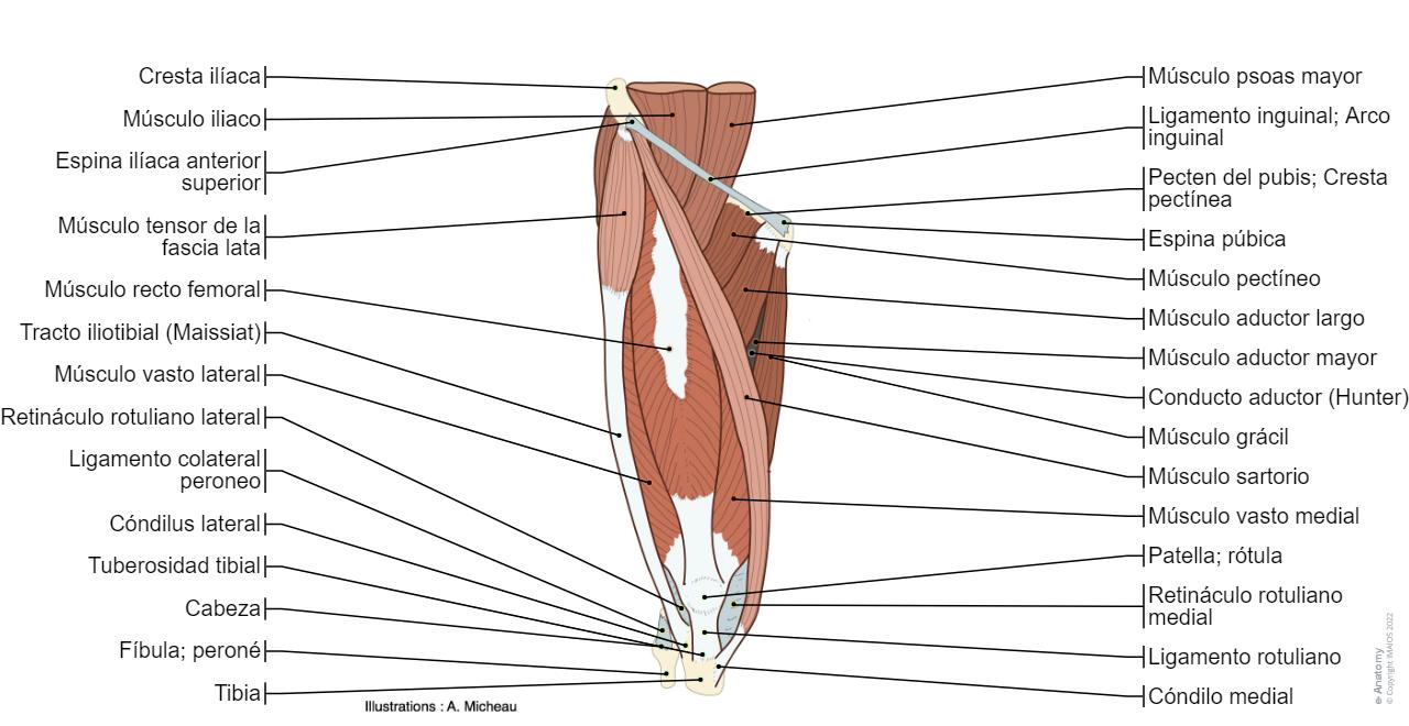 Anatomía del miembro inferior | e-Anatomy