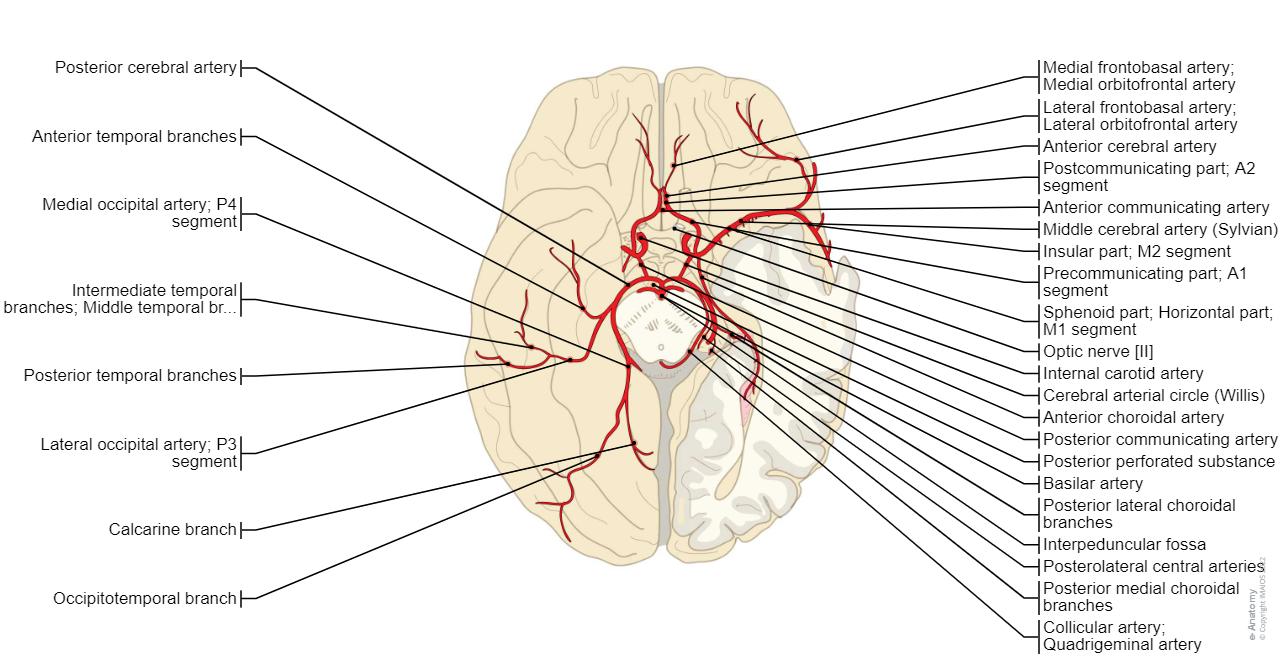Internel Brain Labeled Brain Anatomy Diagram VEVOR Human Brain Model Anatomy Teaching