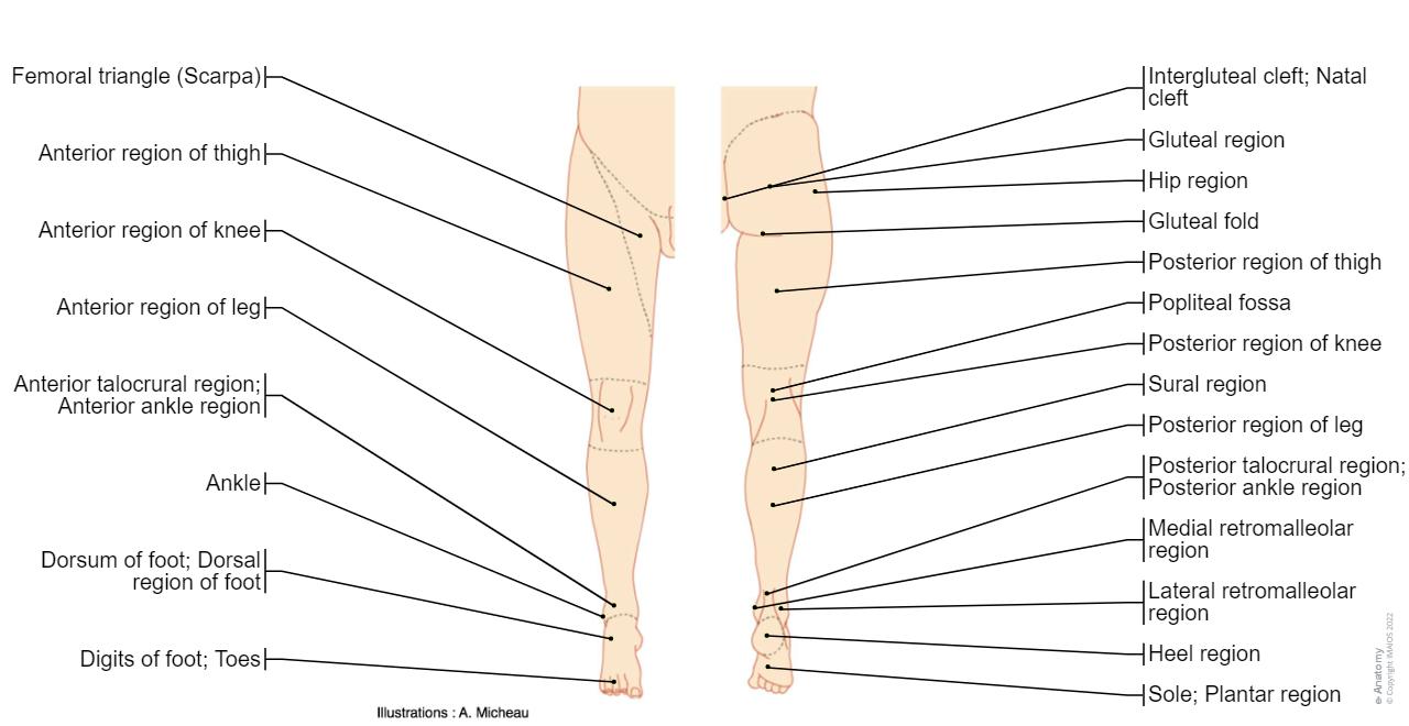 Medical Terminology Lower Extremity at Aaron Copeley blog
