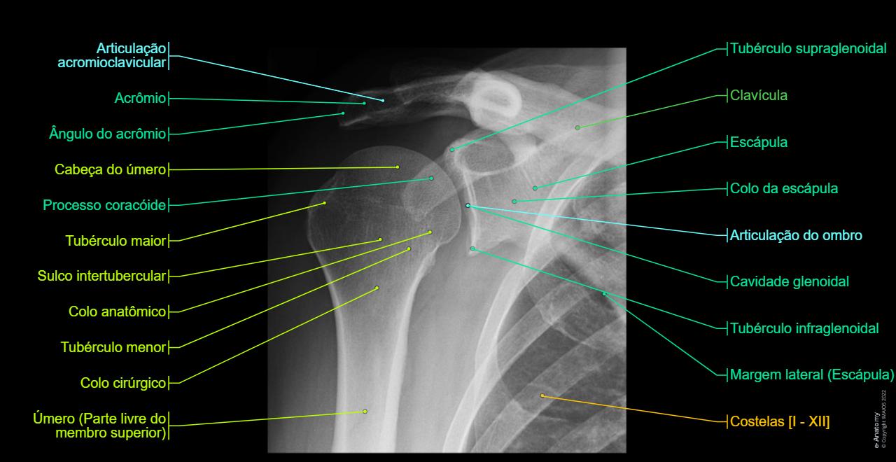 Anatomia radiológica da extremidade superior: anatomia normal | e-Anatomy