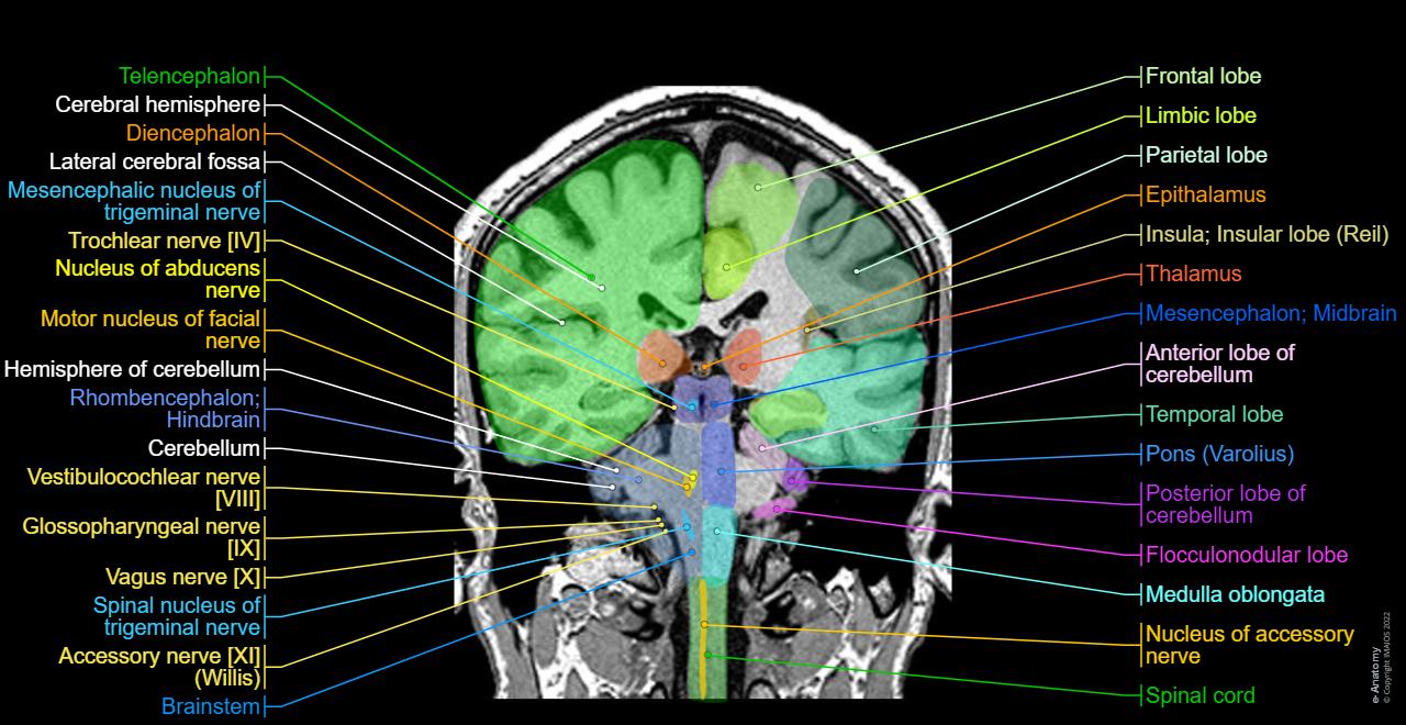 Brain Mri Labeled Brain Scanning | MRI, CT & PET Imaging | Britannica