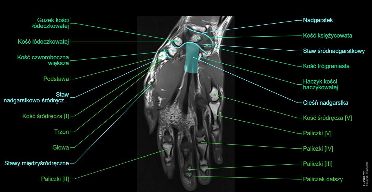 Ręka : normalna anatomia | e-Anatomy