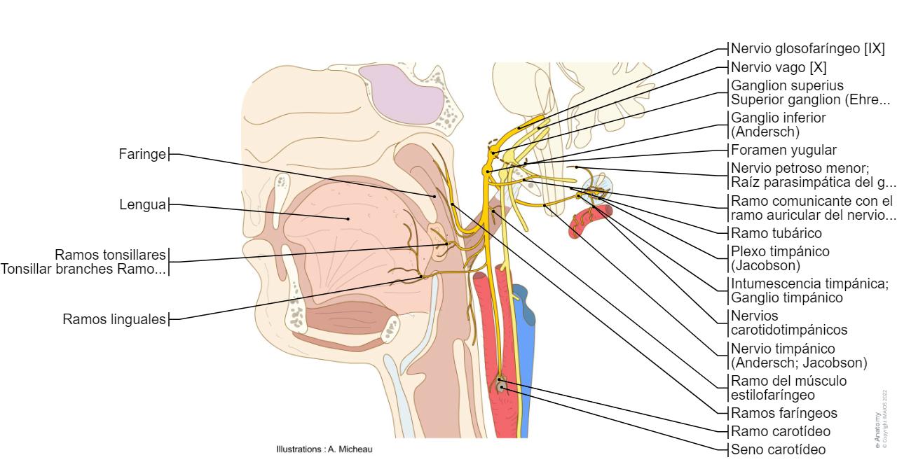 Formane Rasgado Pares craneales diagramas : anatomía normal | e-Anatomy