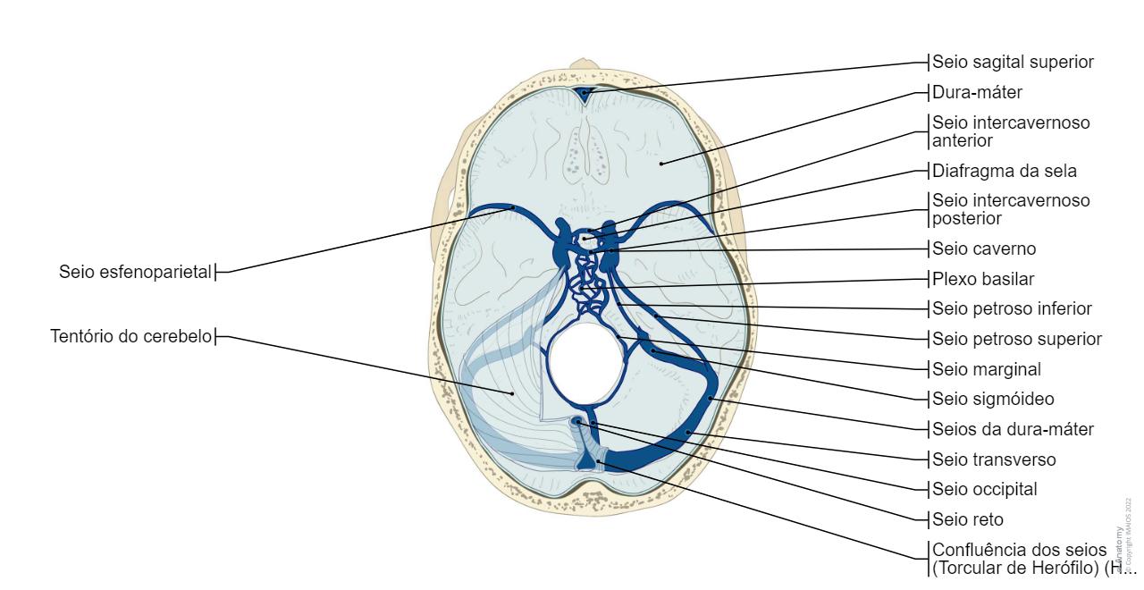 C rebro Diagramasof Anatomia Normal E Anatomy c-rebro-diagramasof-anatomia-normal-e-anatomy