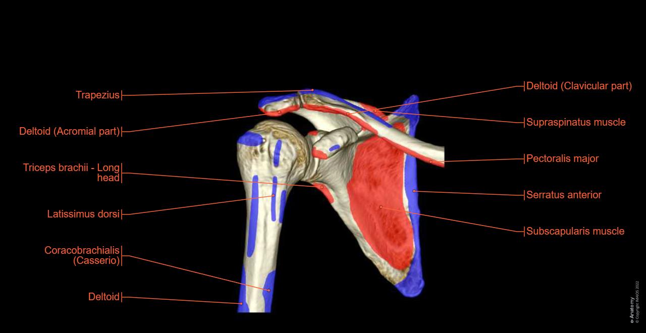 Shoulder MRI: normal anatomy | e-Anatomy