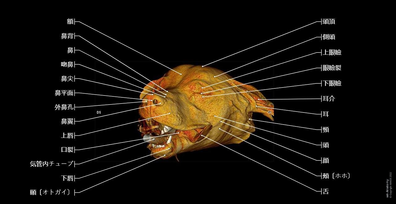 犬の頭部(CT): 正常解剖学 | vet-Anatomy