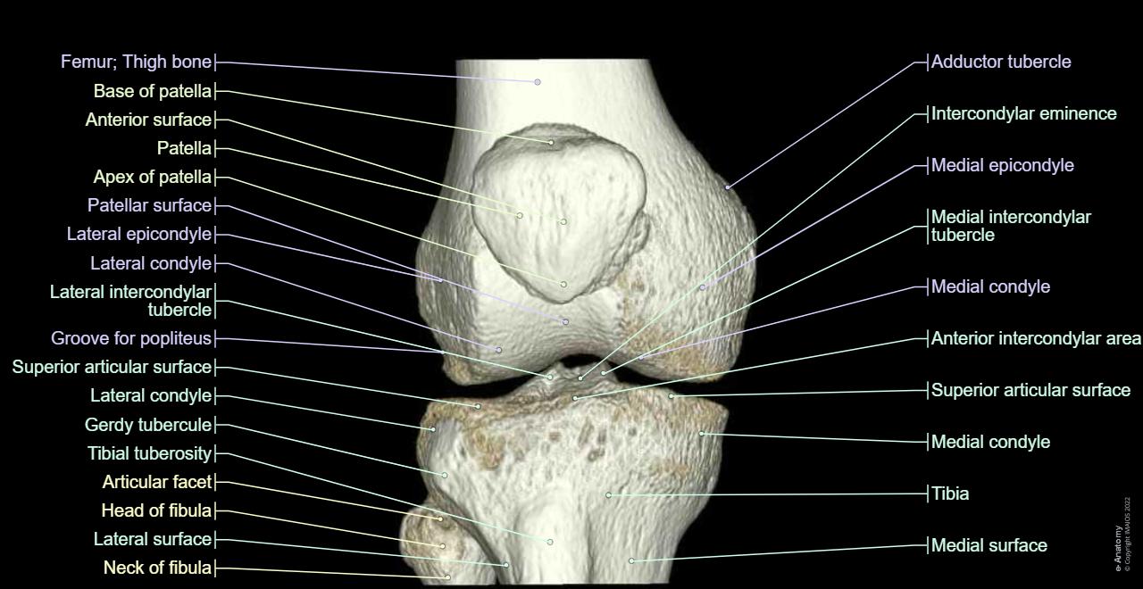 Knee Anatomy Ligaments And Tendons