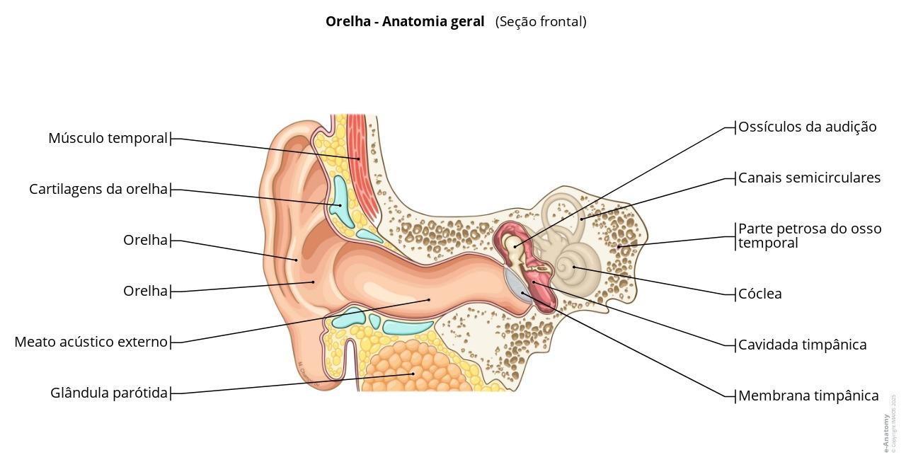 Anatomia Do Ouvido Externo Membrana Timpanica