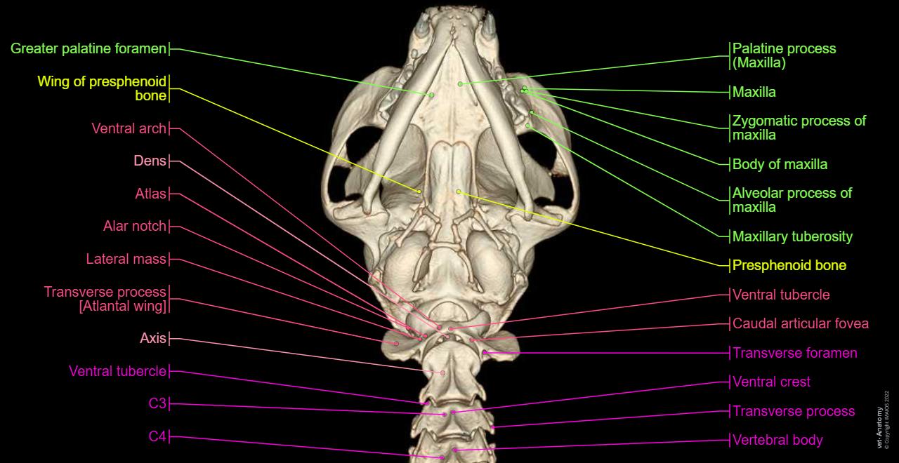 Head and neck anatomy of the cat on CT normal anatomy vet Anatomy Head and neck anatomy of the cat on CT normal anatomy vet Anatomy