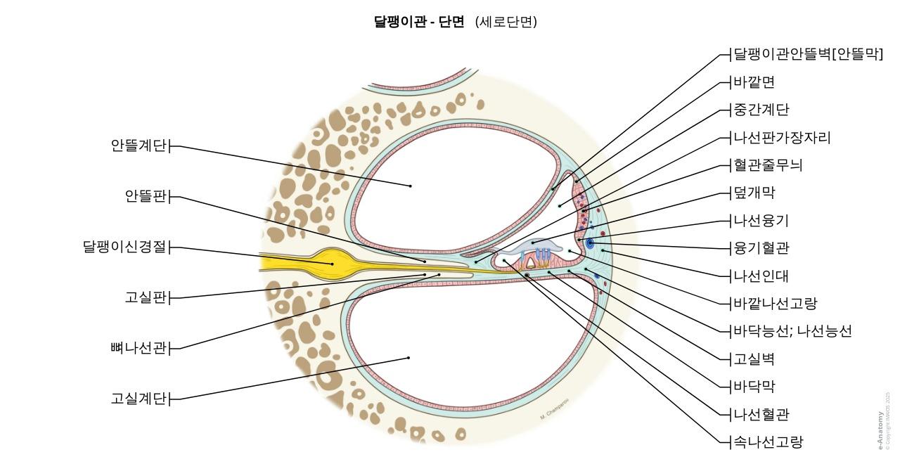 귀 해부학 색칠 페이지