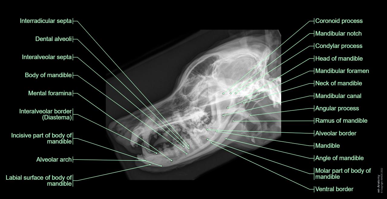 Dog Ear Sign Radiograph Radiographs of the dog: normal anatomy | vet-Anatomy