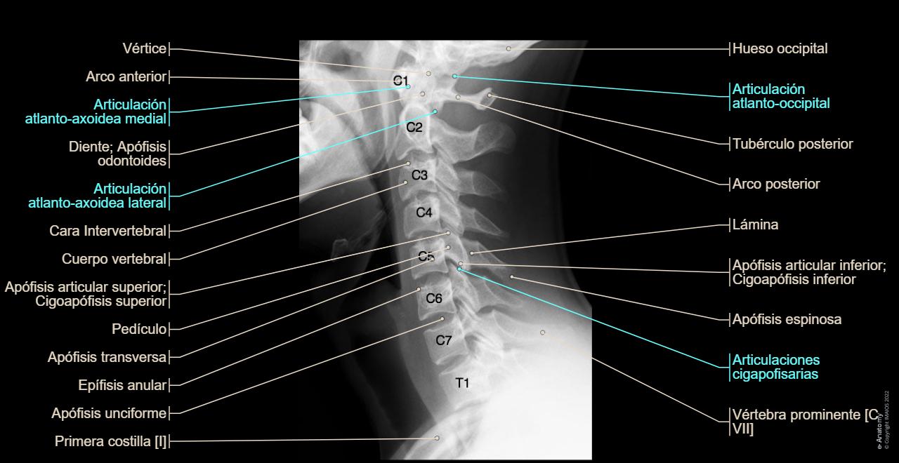 Columnna Columna vertebral radiografía estándar : anatomía normal | e-Anatomy