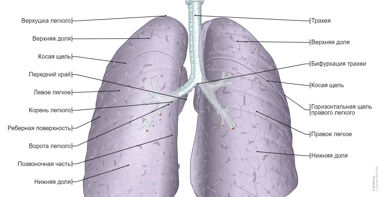 Легкие анатомия строение фото у человека Легкие анатомия строение фото у человека