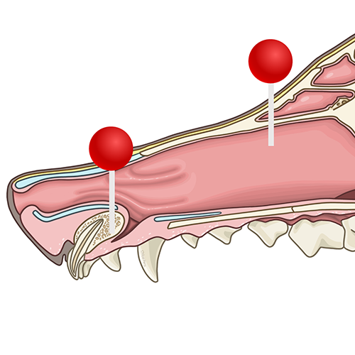 Anatomie De La Cavit Nasale Du Chien 72 Illustrations L gend es Avec anatomie-de-la-cavit-nasale-du-chien-72-illustrations-l-gend-es-avec