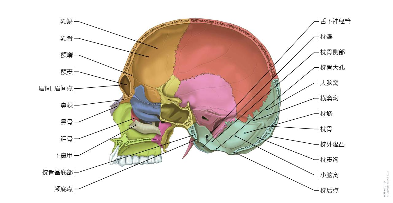 颅骨 图解 : 正常解剖 | e-Anatomy