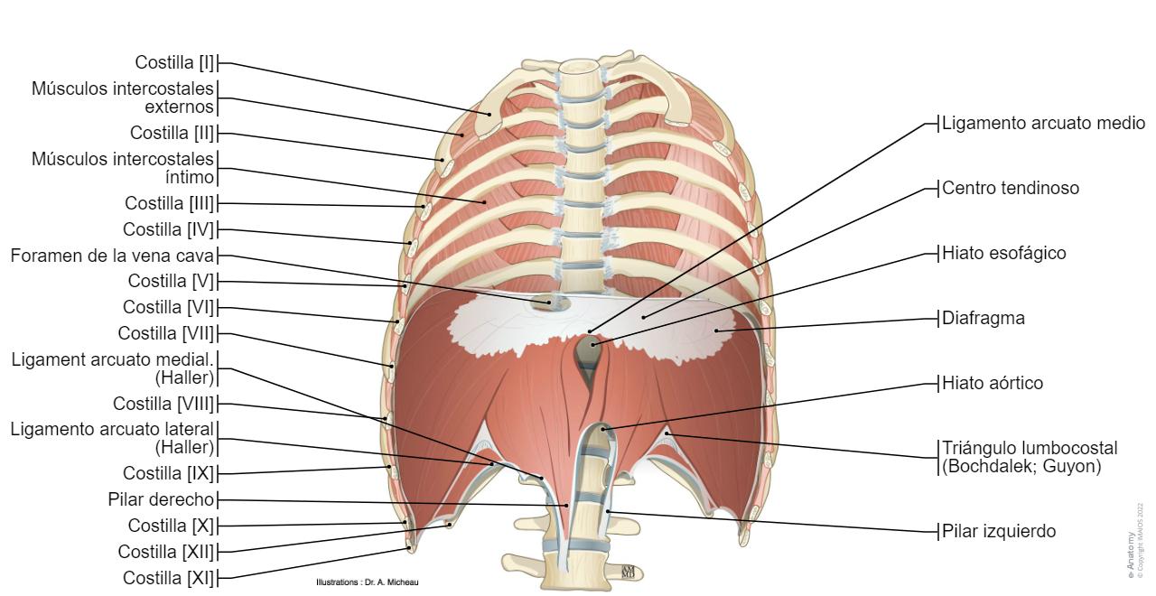 Placa Pecho Normal Diagrama De Anatomía Del Pecho Humano