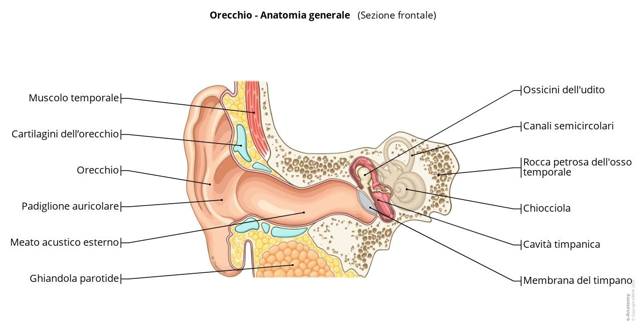 Anatomia Dell orecchio Illustrazioni Annotate E Anatomy anatomia-dell-orecchio-illustrazioni-annotate-e-anatomy