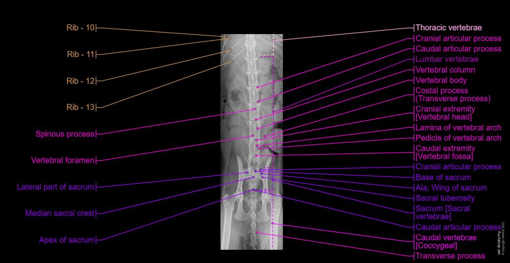 Normal Kitten Radiographs Radiographs of the cat: normal anatomy | vet-Anatomy