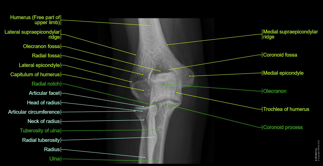 Upper Extremity Bone Anatomy Radius The Bones Of The Upper Limb Stock