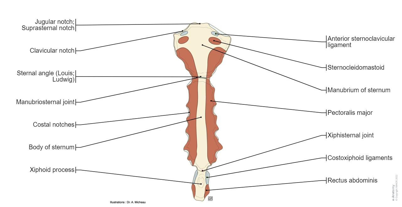 Sternum Configuration Labeled Sternum Sternum WikiLectures