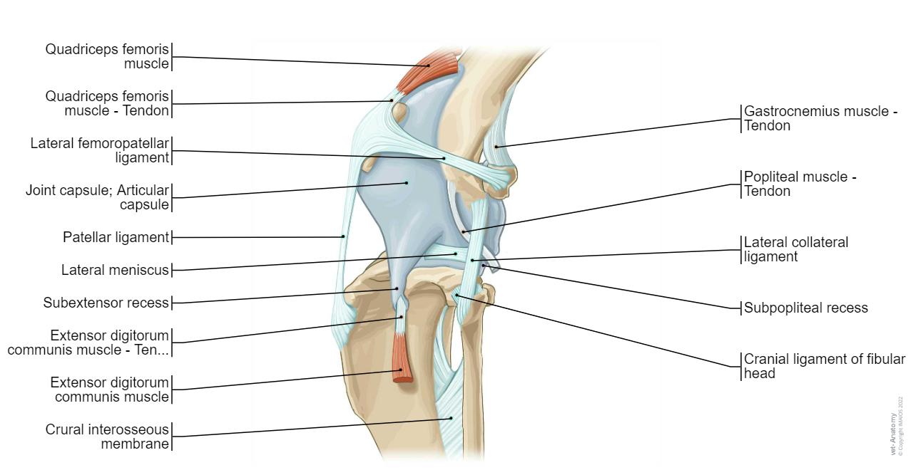 Canine Features Canine arthrology (illustrations): normal anatomy | vet-Anatomy